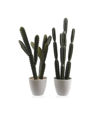 PLC CACTUS IN PLASTIC POT 2