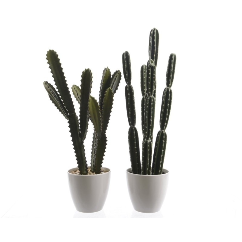 PLC CACTUS IN PLASTIC POT 2