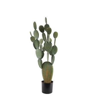 CACTUS IN PLASTICA